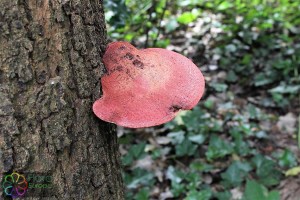 fistulina hepatica (1) (1200 x 800)1